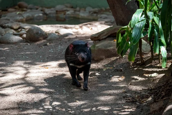 Tazmanya Canavarı (Sarcophilus harrisii) Sydney, NSW Avustralya 'daki bir vahşi yaşam parkında. Fotoğraf: Tara Chand Malhotra)