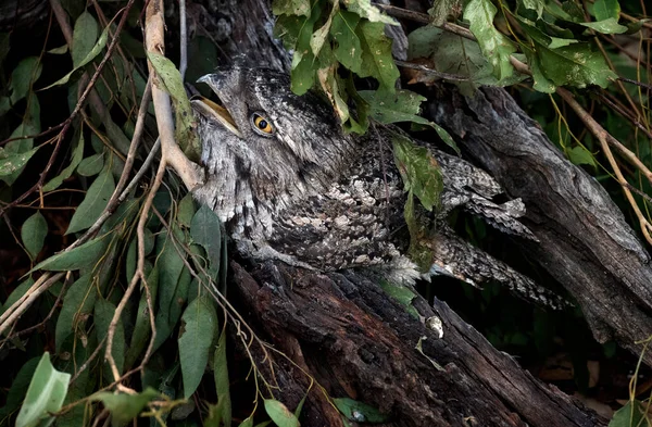 Bir Tawny Frogmouth (Podargus Strigoides) Sydney, New South Wales, Avustralya 'daki bir Vahşi Yaşam Parkı' nda doğal ortamında mükemmel bir şekilde kamufle edildi.. 