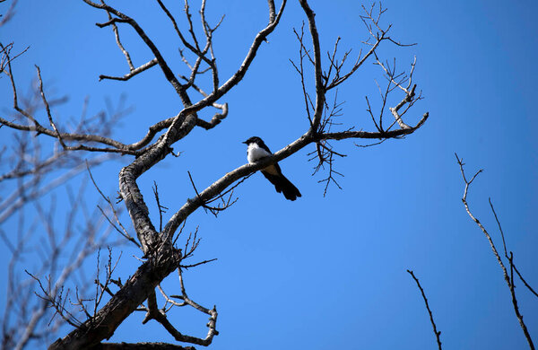 Вилли Вагтейл (Rhipidura leucophrys) сидит на ветке дерева в Сиднее, NSW, Австралия (фото Тары Чанд Малхотра))