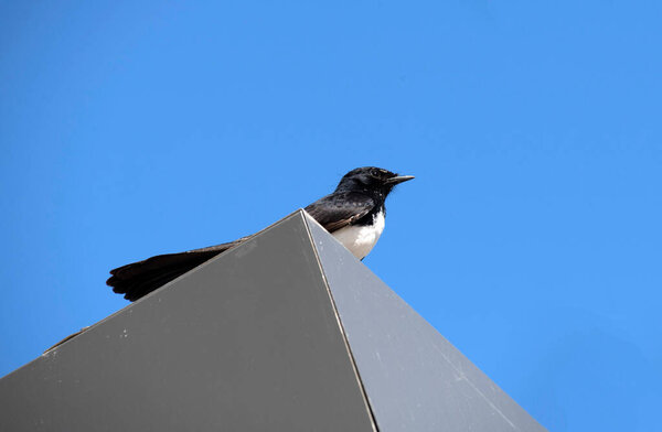 Willie Wagtail (Rhipidura Fuccophrys), наслаждающийся ясным синим небом в Сиднее, штат Новый Южный Уэльс, Австралия (Фото: Tara Chand Malhotra)