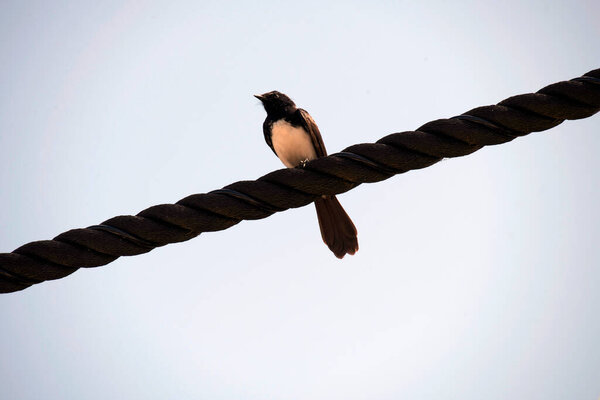 Вилли Вагтейл (Rhipidura leucophrys), сидящий на веревке или кабеле в Сиднее, NSW, Австралия (фото Тары Чанд Малхотра))