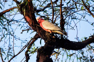 Sidney, NSW, Avustralya 'da bir ağaç gövdesine tünemiş bir Avustralyalı Galah (Eolophus roseicapilla). Fotoğraf: Tara Chand Malhotra)
