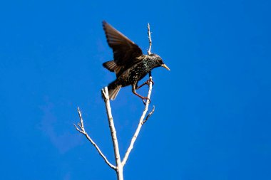 Sydney, NSW, Avustralya 'da parlak gökyüzüne karşı çıplak bir dala tünemiş bir Starling (Sturnus vulgaris). Fotoğraf: Tara Chand Malhotra)