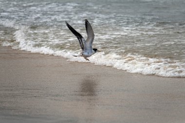 Great Crested Tern (Thalasseus bergii) Fingal Beach veya Fingal Bay Port Stephens, New South Wales, Avustralya 'da uçuştadır. Fotoğraf: Tara Chand Malhotra)