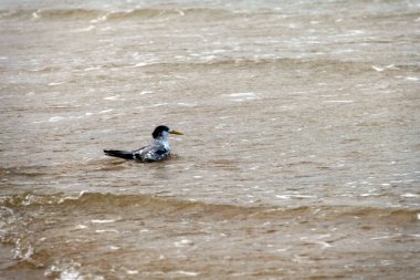 Great Crested Tern (Thalasseus bergii) Fingal Beach veya Fingal Bay Port Stephens, Yeni Güney Galler, Avustralya. Fotoğraf: Tara Chand Malhotra)