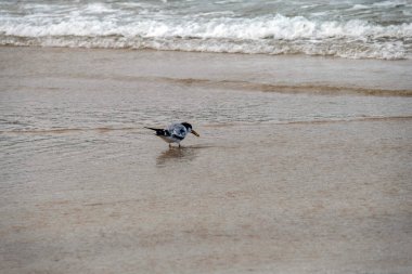 Great Crested Tern (Thalasseus bergii), Avustralya 'nın Fingal Beach veya Fingal Bay Port Stephens kentlerinde avlanır. Fotoğraf: Tara Chand Malhotra)