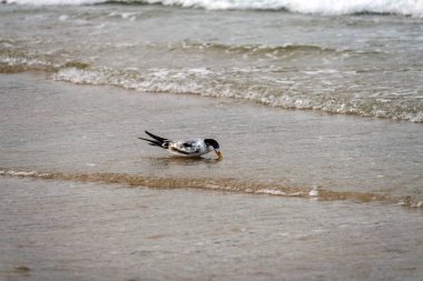 Great Crested Tern (Thalasseus bergii) Fingal Beach veya Fingal Bay Port Stephens, Yeni Güney Galler, Avustralya. Fotoğraf: Tara Chand Malhotra)
