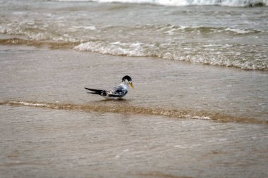 Great Crested Tern (Thalasseus bergii) Fingal Beach veya Fingal Bay Port Stephens, Yeni Güney Galler, Avustralya. Fotoğraf: Tara Chand Malhotra)