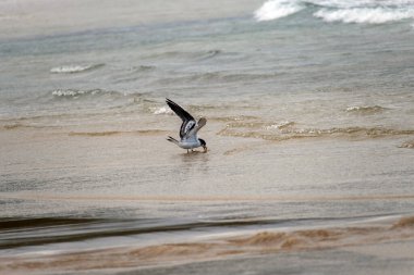 Great Crested Tern (Thalasseus bergii) Fingal Beach veya Fingal Bay Port Stephens, Yeni Güney Galler, Avustralya. Fotoğraf: Tara Chand Malhotra)