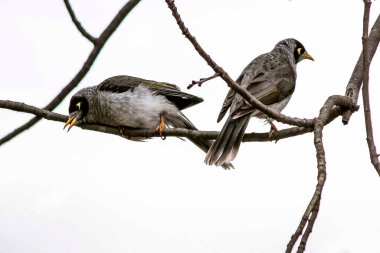 İki Avustralyalı Gürültücü Madenci (Manorina melanocephala) Sydney, NSW, Avustralya 'da bir dala tünedi. Fotoğraf: Tara Chand Malhotra)