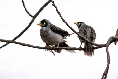 İki Avustralyalı Gürültücü Madenci (Manorina melanocephala) Sydney, NSW, Avustralya 'da bir dala tünedi. Fotoğraf: Tara Chand Malhotra)