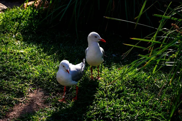 Bir çift Silver Gulls (Larus novaehollandiae) Sydney, New South Wales (NSW), Avustralya (Fotoğraf: Tara Chand Malhotra))
