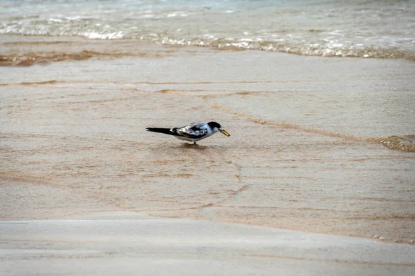 Great Crested Tern (Thalasseus bergii) Fingal Beach veya Fingal Bay Port Stephens, Yeni Güney Galler, Avustralya. Fotoğraf: Tara Chand Malhotra)