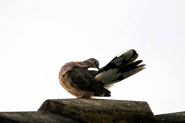 Bir benekli güvercin (Streptopilea chinenesis) Sydney, NSW, Avustralya 'da bulutlu bir gökyüzüne karşı bir çatıda serinliyor. Fotoğraf: Tara Chand Malhotra)