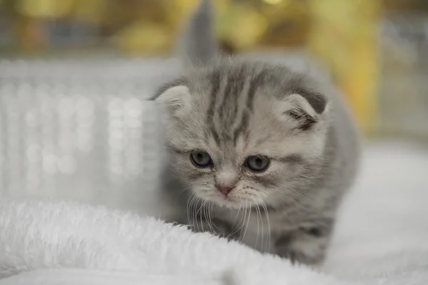 ilk adımları küçük kedi yavrusu mu
