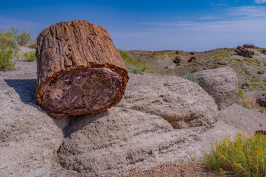 Çöl Taşlaşmış Yastığı, Taşlaşmış Orman Ulusal Parkı 'nda bulunan jeolojik bir mucizedir. Taşa dönüşen bu antik kütük, parkın 200 milyon yıllık zengin tarihini gözler önüne seriyor..