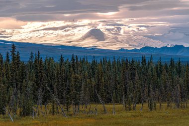 Trampet Dağı, dramatik bir gökyüzünün altında ladin ağaçlarından oluşan sık bir ormanın arkasında görünür..