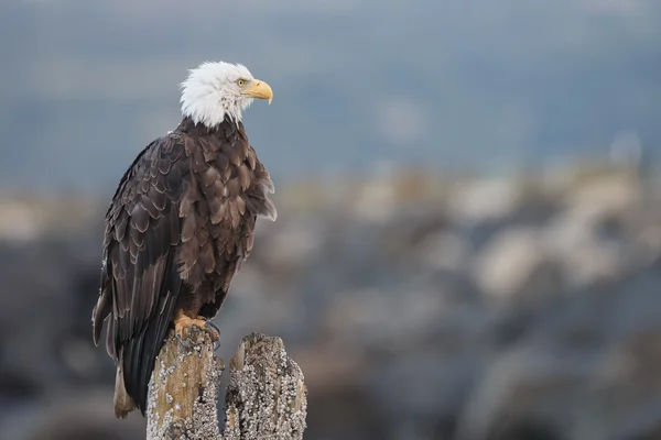 Der Weißkopfseeadler — Stockfoto