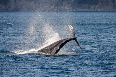 kambur balina yaban hayatı 
