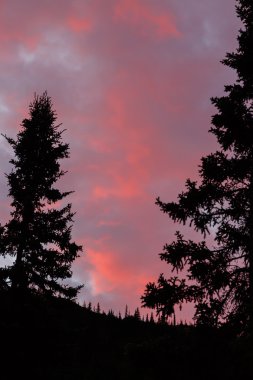 Sunrise ağaçların arasındaki