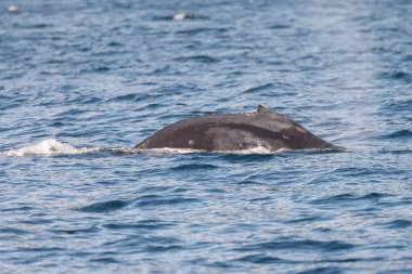 kambur balina yaban hayatı 