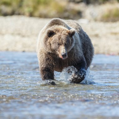 Katmai Alaska, boz ayı
