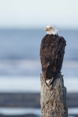 American bald eagle clipart