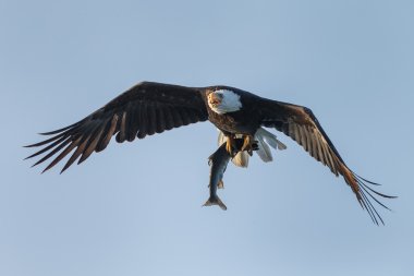 Kel kartal bir somon ile