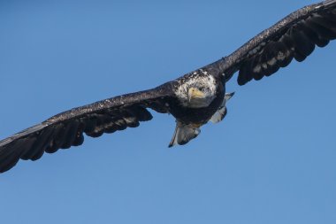 Kel kartal uçuyor 