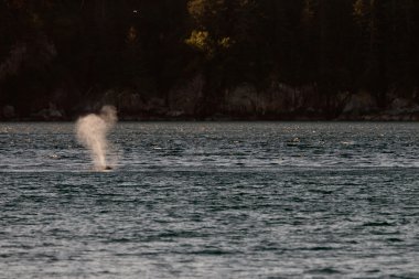 kambur balina yaban hayatı 