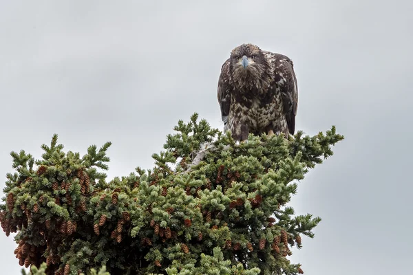 Juveniel bald eagle — Stock Photo, Image