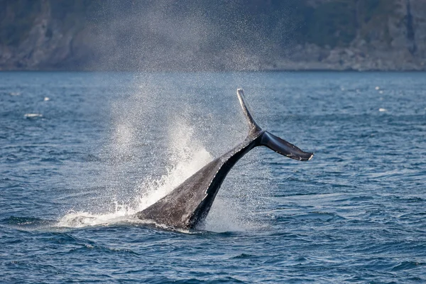 Baleia jubarte vida selvagem — Fotografia de Stock