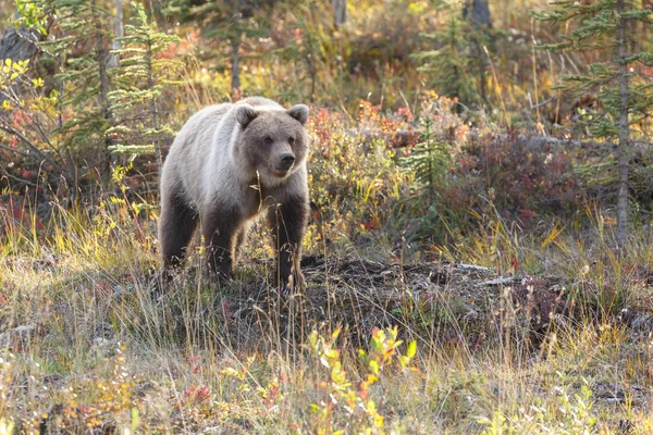 Grizzly juvenil no outono — Fotografia de Stock