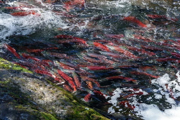 Jumping Salmons in a river — Stock Photo, Image