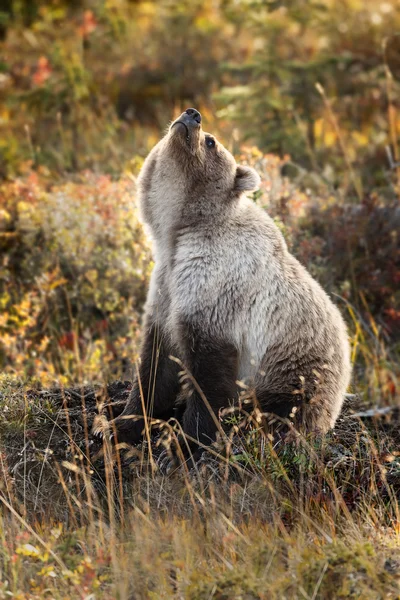 Juvenil Grizzly i höst — Stockfoto