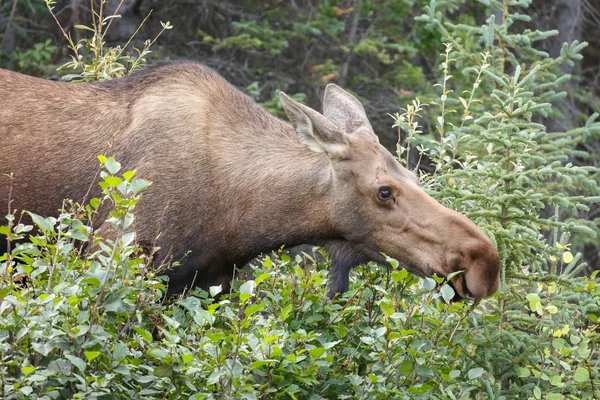 Moose standing in nature — Stock Photo, Image