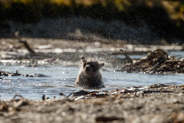 Bébé ours debout dans la rivière — Photo