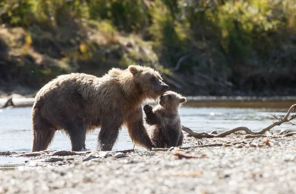 Brown bears at Katmai Alaska — Stock Photo, Image