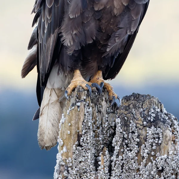 Amerikanischer Weißkopfseeadler — Stockfoto