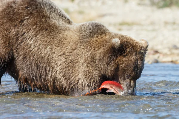 Bruine beer eten van een zalm — Stockfoto