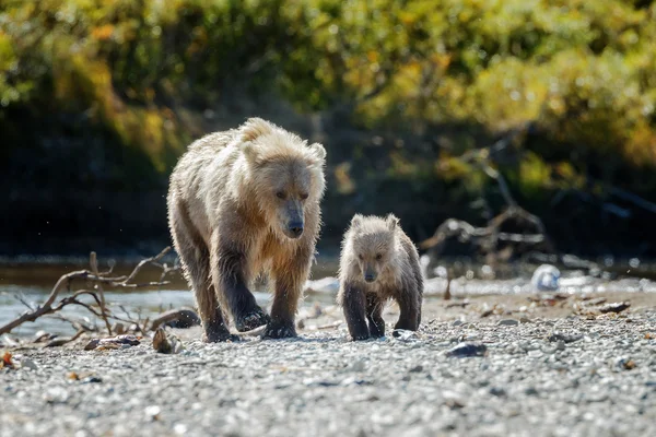 在卡特阿拉斯加棕熊 — 图库照片