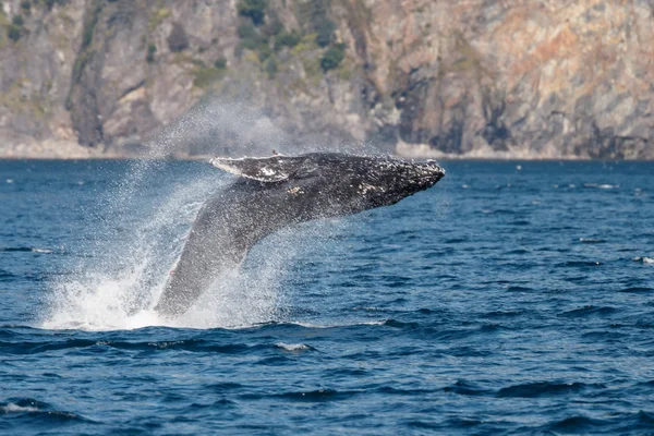 Knölval wildlife — Stockfoto