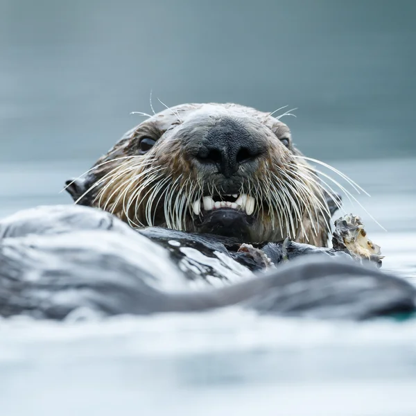 Sea otter flyter i havet. — Stockfoto