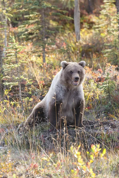 Młodzieńcze Grizzly jesienią — Zdjęcie stockowe