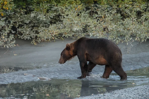 Grote bruine beer staande — Stockfoto
