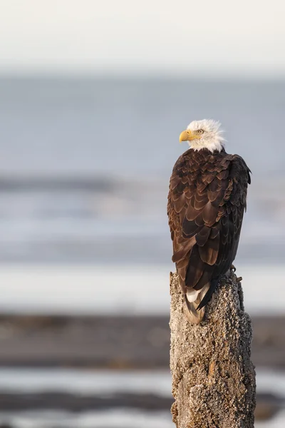 Amerikanska skallig örn — Stockfoto