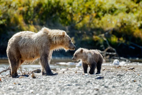 Ursos castanhos em Katmai Alaska — Fotografia de Stock