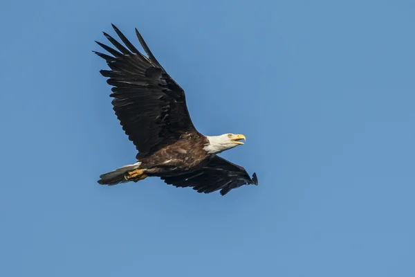 Kale adelaar tijdens de vlucht — Stockfoto