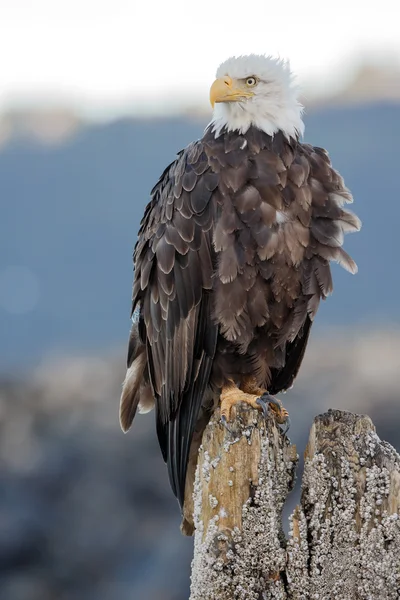 Amerikanska skallig örn — Stockfoto