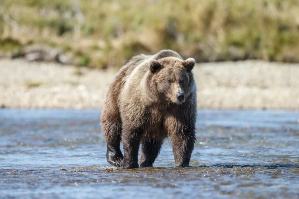 Gran oso marrón macho — Foto de Stock
